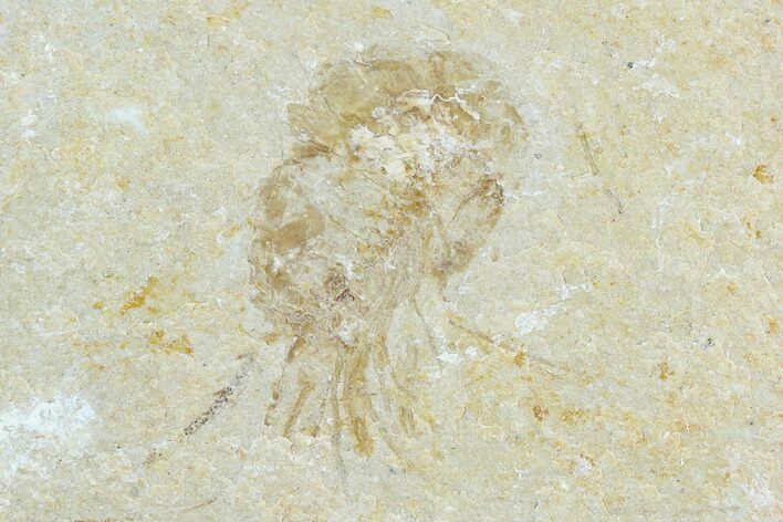 Cretaceous Fossil Shrimp - Lebanon #123891